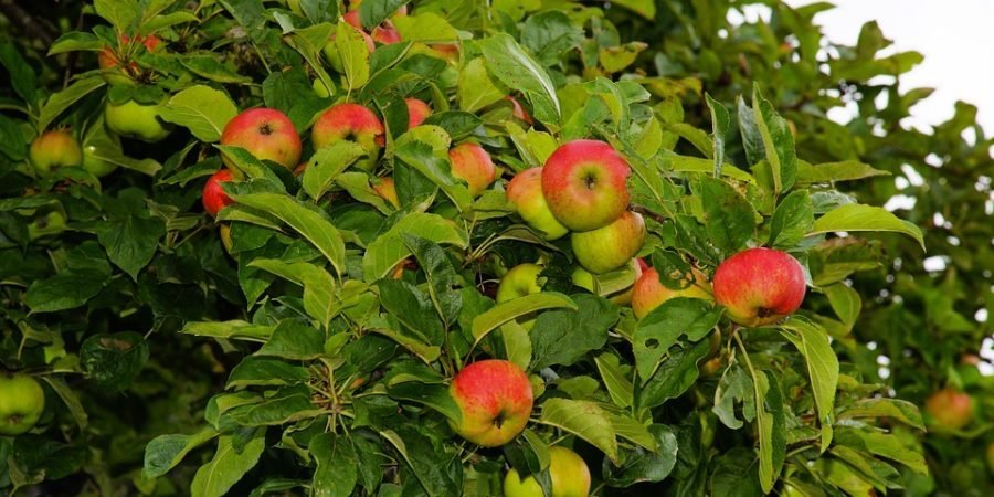 Apple Tree Delhi Profile Pic