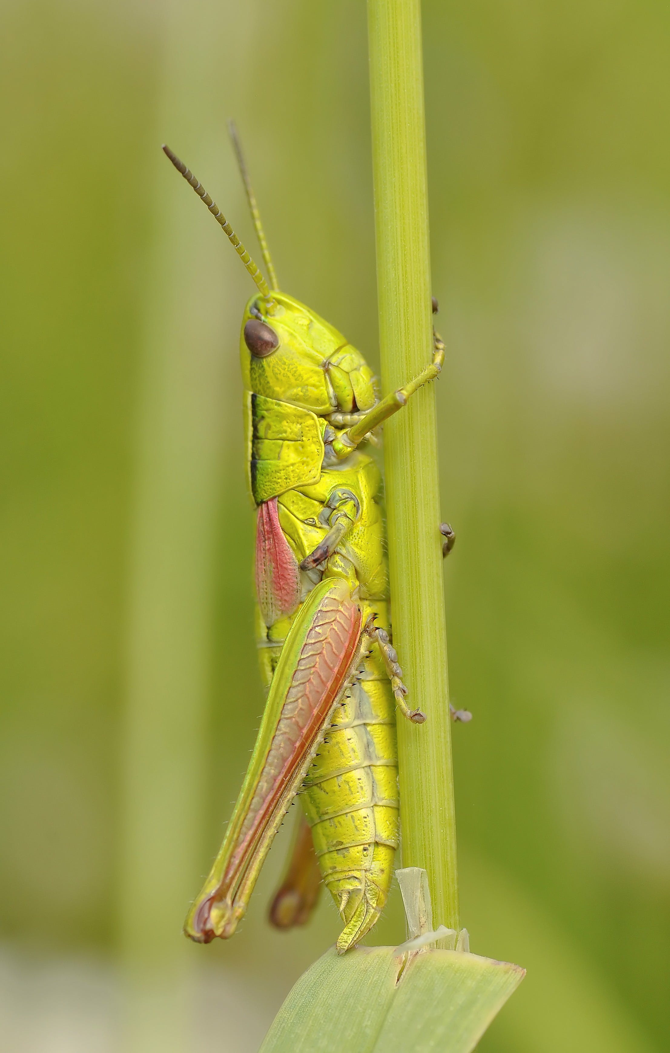Grasshopper Green Profile Pic