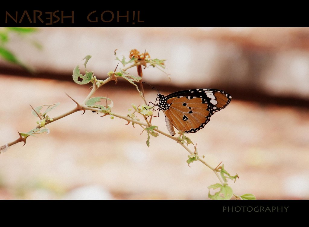 Naresh Gohel Photography Profile Pic