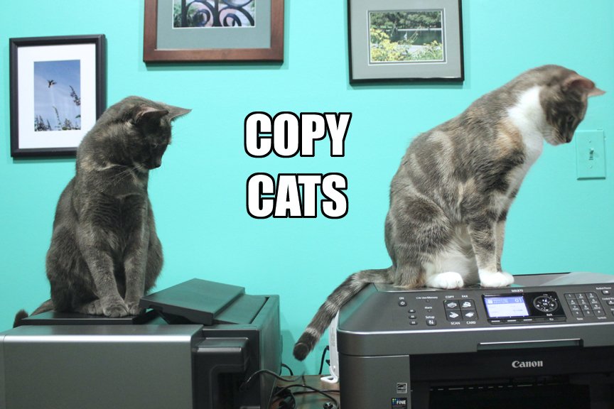 The Copy Cats Profile Pic