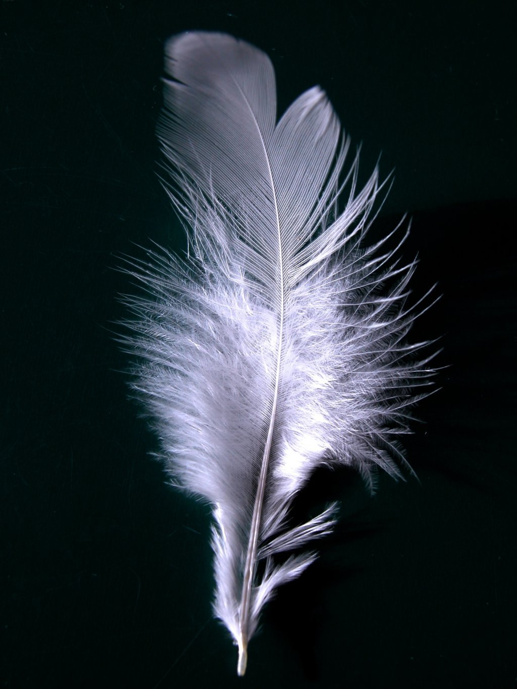 The White Feathers Profile Pic