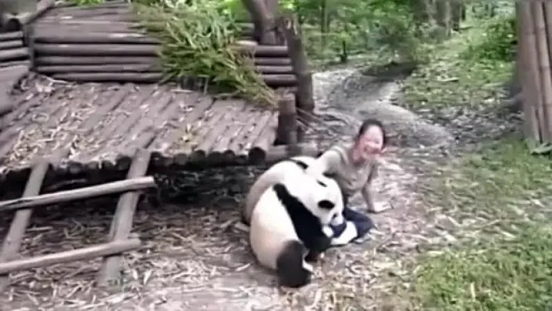 When Pandas Attack Profile Pic